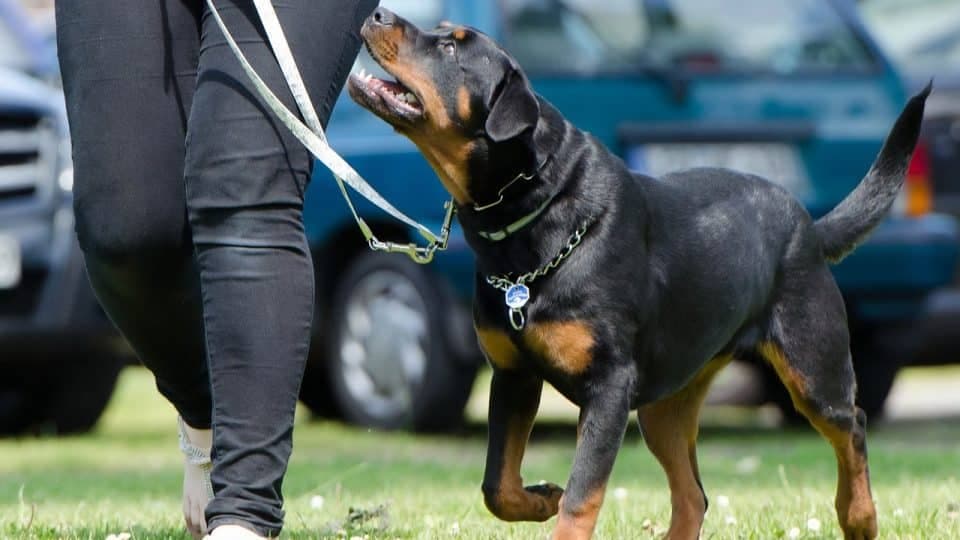 Beginner Agility Training: Build a Confident Dog